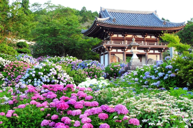 約百種１万株のあじさいが境内を彩る華観音寺＝京都府福知山市