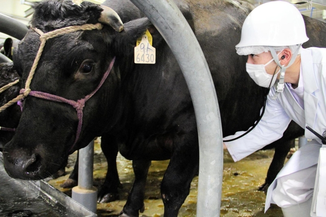 和牛マスター食肉センターに搬入された牛の健康状態を検査する姫路市保健所の獣医師＝姫路市東郷町