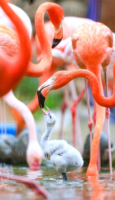 親鳥にえさをねだるフラミンゴのひな＝神戸市灘区、王子動物園