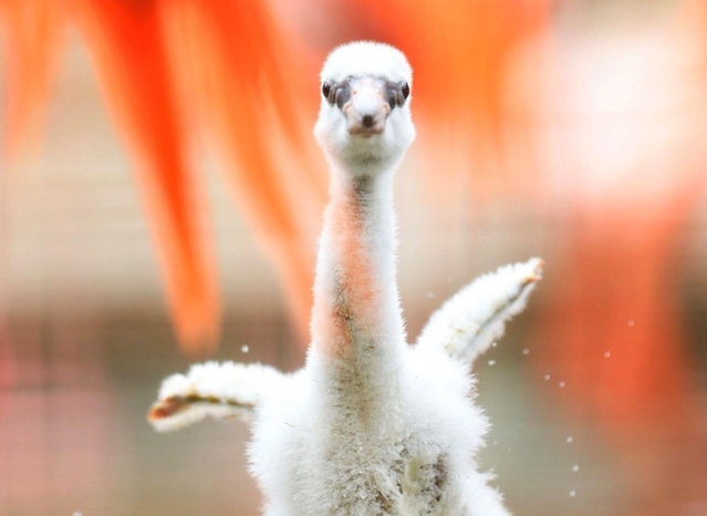 まだ短い羽を懸命に動かすフラミンゴのひな＝神戸市灘区、王子動物園