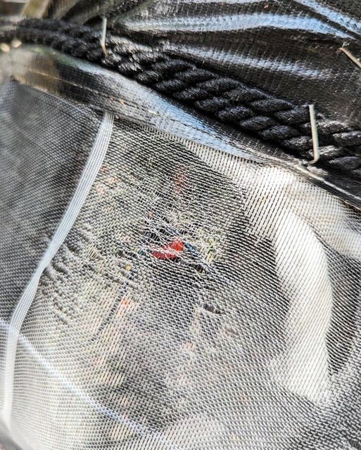 桜の木に巻いた防除ネットの中で見つかったクビアカツヤカミキリの成虫＝芦屋市茶屋之町（兵庫県提供）