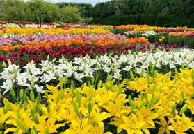 １０万本のゆりが咲き誇る篠山玉水ゆり園＝丹波篠山市黒岡