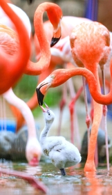 親鳥にえさをねだるフラミンゴのひな＝神戸市灘区、王子動物園