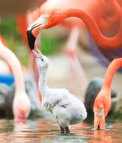 親鳥にえさをねだるフラミンゴのひな＝神戸市灘区、王子動物園