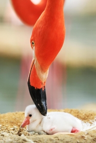 生まれたばかりのフラミンゴのひな。親鳥がくちばしで触れる様子は、愛おしさがあふれんばかり＝神戸市灘区、王子動物園