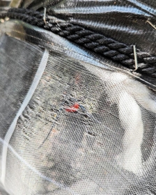 桜の木に巻いた防除ネットの中で見つかったクビアカツヤカミキリの成虫＝芦屋市茶屋之町（兵庫県提供）