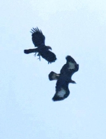 母鳥（左）と空を舞うニホンイヌワシの幼鳥。羽の白い模様が特徴的＝１９日、但馬地域の氷ノ山周辺（三谷康則さん提供）