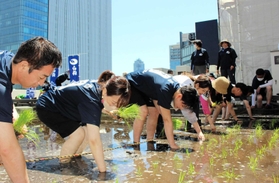 ビルの屋上にある水田で酒米の稲を植える社員ら＝東京都中央区銀座５、白鶴酒造東京支社