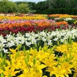 １０万本のゆりが咲き誇る篠山玉水ゆり園＝丹波篠山市黒岡