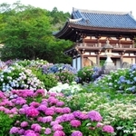 約百種１万株のあじさいが境内を彩る華観音寺＝京都府福知山市