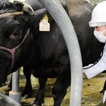 和牛マスター食肉センターに搬入された牛の健康状態を検査する姫路市保健所の獣医師＝姫路市東郷町