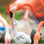 親鳥にえさをねだるフラミンゴのひな＝神戸市灘区、王子動物園
