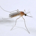 アカイエカ（アース製薬提供）
