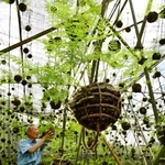 緑の葉を伸ばした「つりしのぶ」＝宝塚市境野