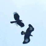 母鳥（左）と空を舞うニホンイヌワシの幼鳥。羽の白い模様が特徴的＝１９日、但馬地域の氷ノ山周辺（三谷康則さん提供）