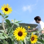 三木清さんが見守る中、今年も咲いたヒマワリ。明石歩道橋事故で亡くなった優衣菜さんが好きだった＝姫路市内