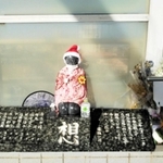 サンタ帽をかぶったクリスマスシーズン＝明石市大蔵海岸通１、２０２０年１１月撮影