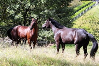 自然の中でほかの馬と過ごす理瑠（左）＝明石市大久保町松陰