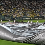 激しい雨により試合は一時中断。雨がやみ、グラウンドを覆うシートをはがす球場スタッフら＝１６日夜、甲子園球場（撮影・風斗雅博）