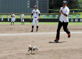 神戸新聞next 高校野球ニュース 高校野球コラム ボクにもワンプレー 試合前練習に犬が乱入 神戸新聞next 高校野球ニュース 高校野球コラム ボクにもワンプレー 試合前練習に犬が乱入