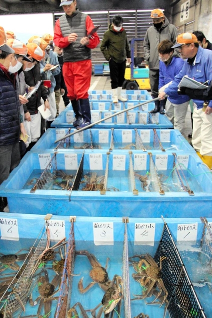 漁解禁直後から単価が高騰しているズワイガニの競り＝９日、香住漁港西港
