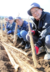 特産のジネンジョを収穫する「アクト・ファームグループ」のメンバー＝香美町村岡区柤岡