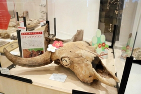 牛の仲間、バイソンの先祖にあたるステップバイソンの頭骨の化石＝玄武洞ミュージアム