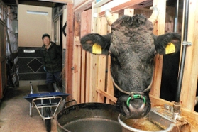 神戸新聞next 但馬 ほぼ日刊たじま牛 １ 新温泉 繁殖農家 牛と暮らし 牛と生きる