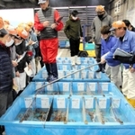漁解禁直後から単価が高騰しているズワイガニの競り＝９日、香住漁港西港