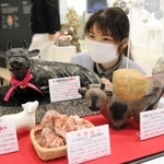 石などでできたさまざまな牛を紹介する展示＝玄武洞ミュージアム