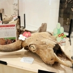 牛の仲間、バイソンの先祖にあたるステップバイソンの頭骨の化石＝玄武洞ミュージアム