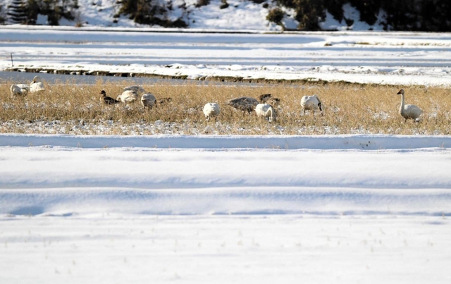 水田で過ごすオオハクチョウとコハクチョウ、マガン＝豊岡市内