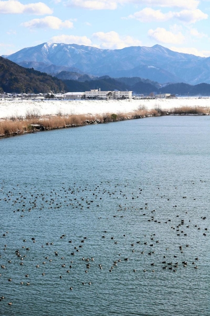 水面にたゆたうカモの群れ＝円山川