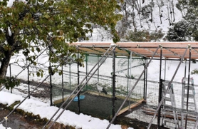 一般公開エリア内に屋根付きケージが完成し、展示が再開された飼育コウノトリ＝県立コウノトリの郷公園（撮影・石川　翠）