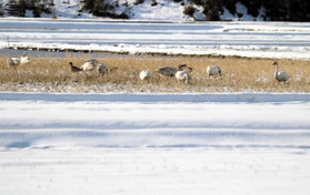 水田で過ごすオオハクチョウとコハクチョウ、マガン＝豊岡市内