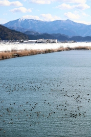 水面にたゆたうカモの群れ＝円山川