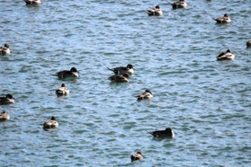 オナガガモの雄はとがった尾羽が特徴＝円山川