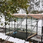 一般公開エリア内に屋根付きケージが完成し、展示が再開された飼育コウノトリ＝県立コウノトリの郷公園（撮影・石川　翠）
