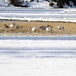 水田で過ごすオオハクチョウとコハクチョウ、マガン＝豊岡市内