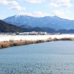 水面にたゆたうカモの群れ＝円山川