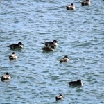 オナガガモの雄はとがった尾羽が特徴＝円山川