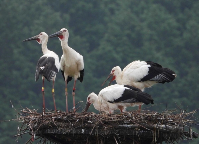 巣塔に止まる４羽のコウノトリ＝朝来市和田山町久田和（清田牧男さん提供）