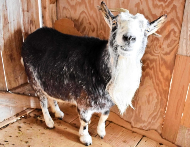 ヤギの「サツキ」も来館者をお出迎え＝日本・モンゴル民族博物館