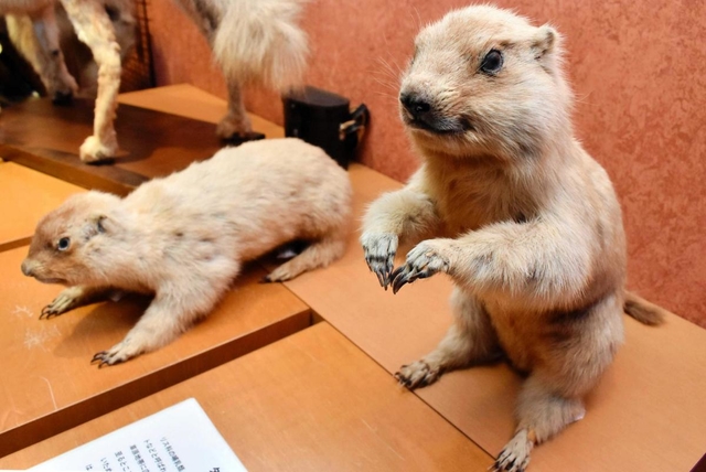絶滅の恐れがある「タルバガ」の剥製＝日本・モンゴル民族博物館