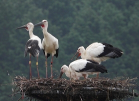 巣塔に止まる４羽のコウノトリ＝朝来市和田山町久田和（清田牧男さん提供）