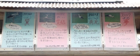 児童が作って地域の案内板に掲示している４羽の紹介ボード＝朝来市和田山町久田和