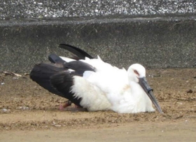上のくちばしにリング状のものが挟まったコウノトリ「清流」＝１月２７日、伊良部島（長浜邦雄さん提供）