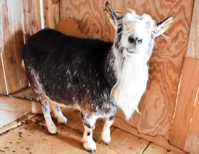 ヤギの「サツキ」も来館者をお出迎え＝日本・モンゴル民族博物館