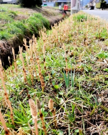出石地域の水路脇で続々と顔を出したツクシ＝豊岡市出石町町分