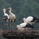 巣塔に止まる４羽のコウノトリ＝朝来市和田山町久田和（清田牧男さん提供）